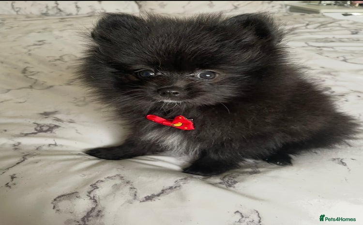 Pomeranian dogs Final Reduction 1 left Beautiful Pomeranian Boys  - Advert 1