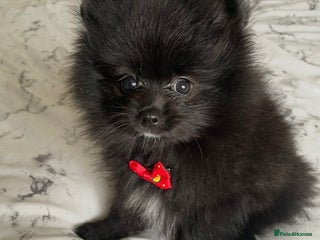Pomeranian dogs Final Reduction 1 left Beautiful Pomeranian Boys - Advert 11