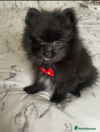 Pomeranian dogs Final Reduction 1 left Beautiful Pomeranian Boys - Advert 1