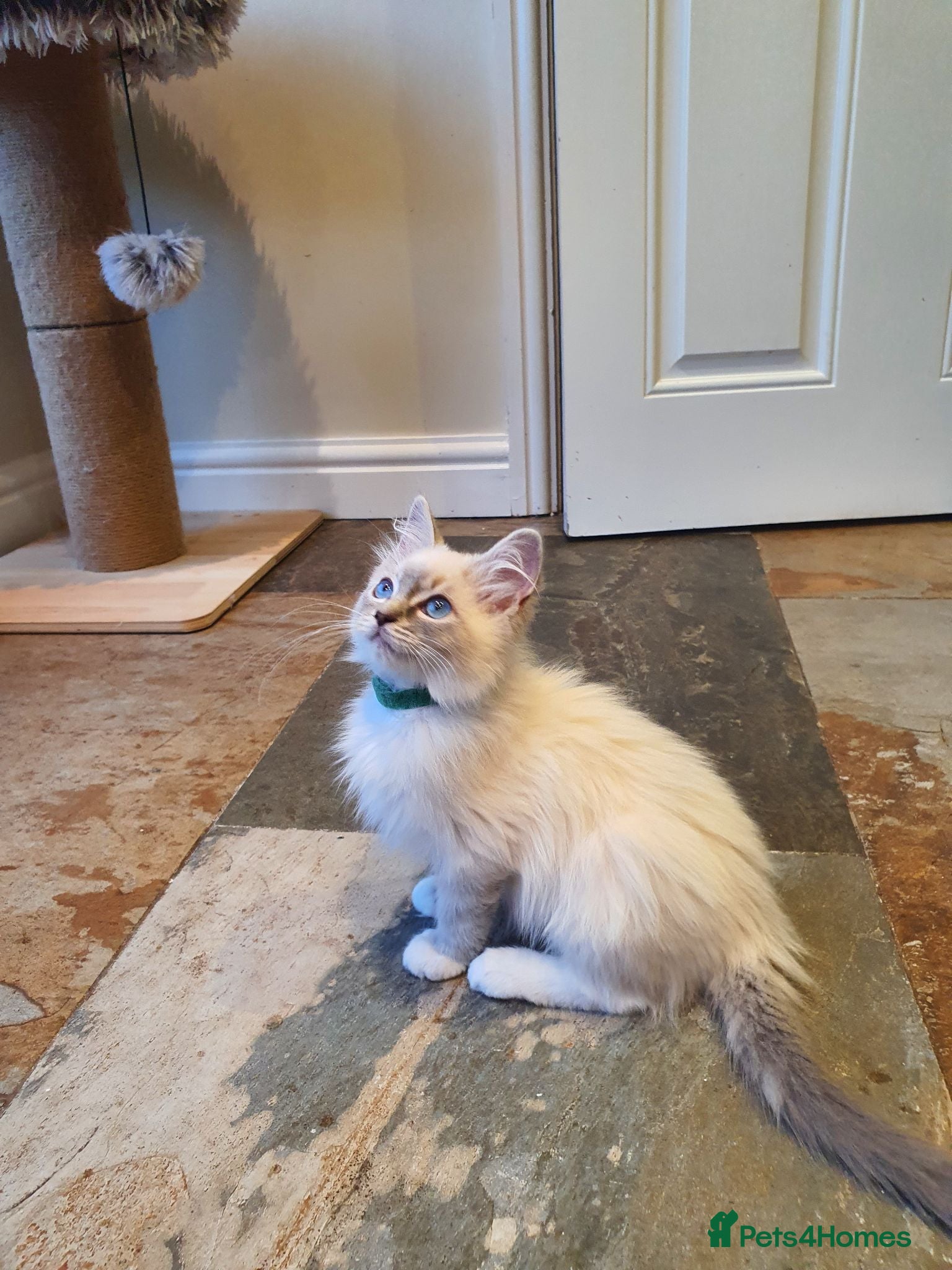 Ragdoll cats 💖Very Beautiful GCCF Registered Ragdoll Kittens. - Advert 2