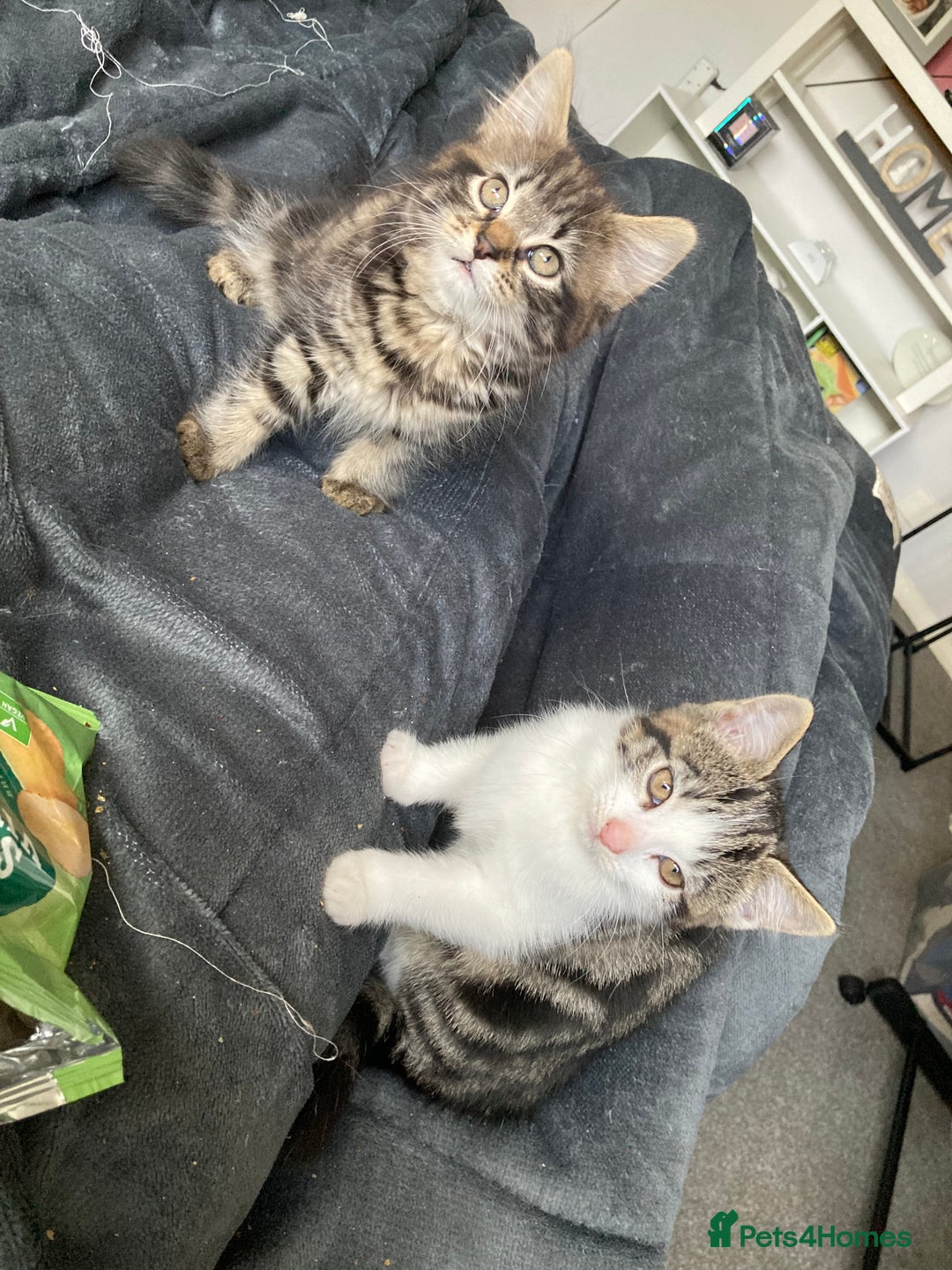 Mixed Breed cats for sale: 2 x 11 week old Female Kittens must go together!  - Image 15