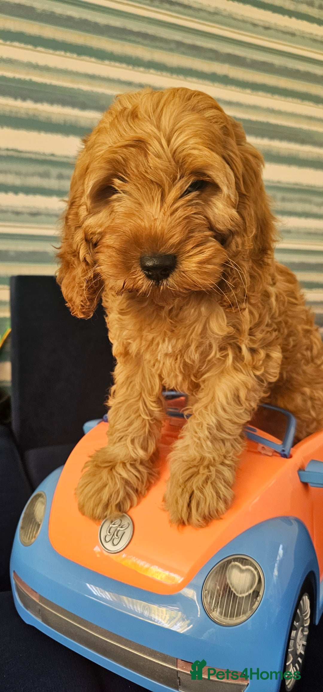 Cockapoo dogs for sale: Cockapoo girl - Image 5