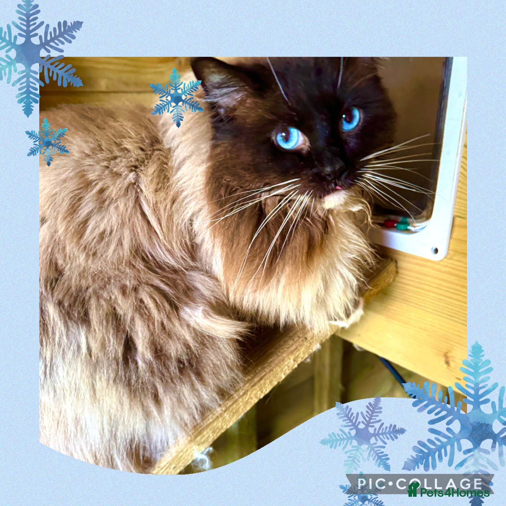 Ragdoll cats Cyborg ( Timmy)GCCF ACTIVE - Advert 1