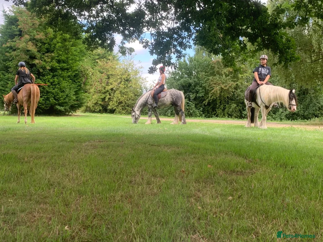 Paint horses for sale: Foot perfect pony  - Advert 11