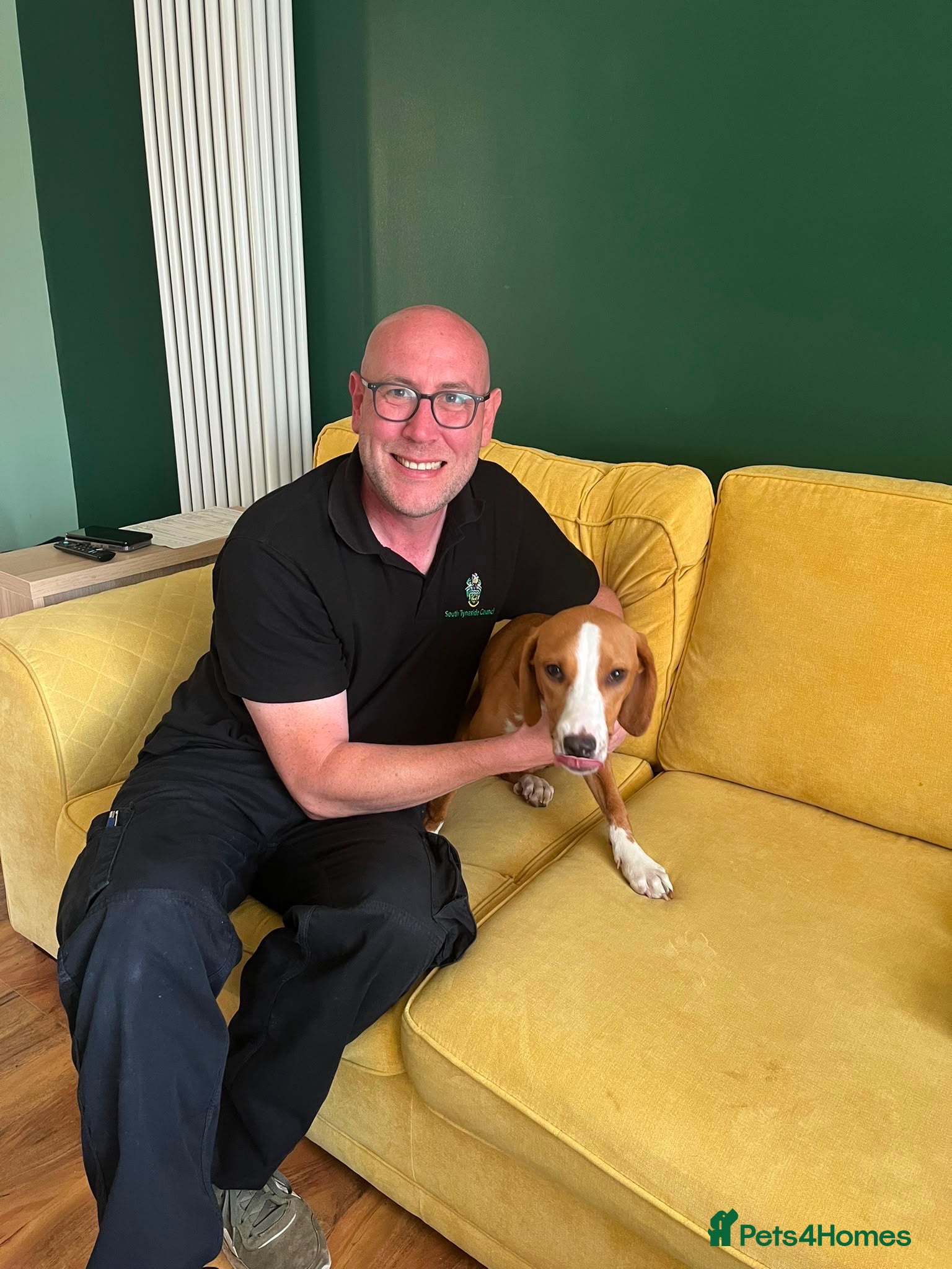 Foxhound dogs URGENT - Libby the Posavac Hound - Advert 1