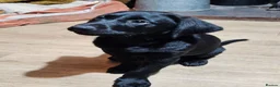 Labrador Retriever dogs for sale: Beautiful black lab boy puppy - Advert 4
