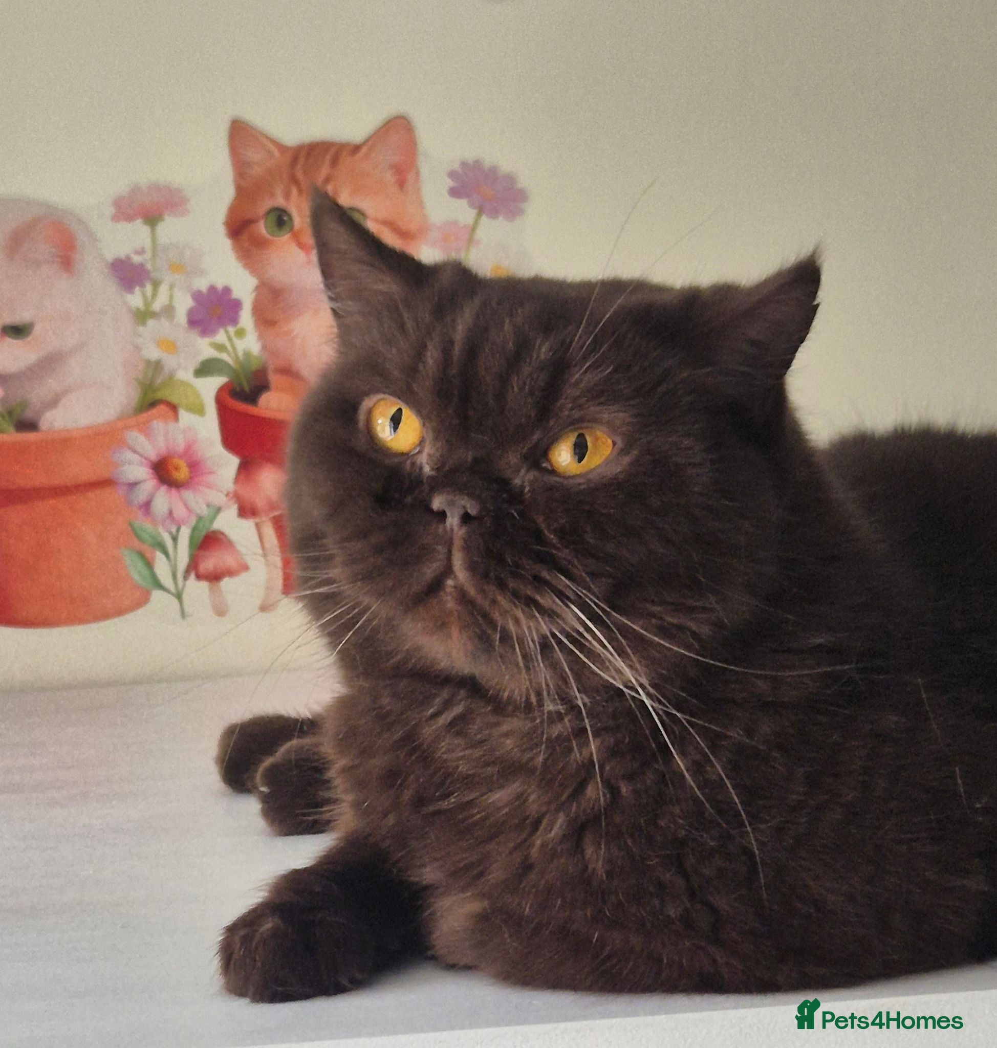 British Shorthair cats RESERVED *GCCF Registered Chocolate girl 'Hope' * - Advert 9