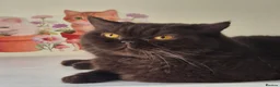 British Shorthair cats for sale: RESERVED *GCCF Registered Chocolate girl 'Hope' * - Advert 1