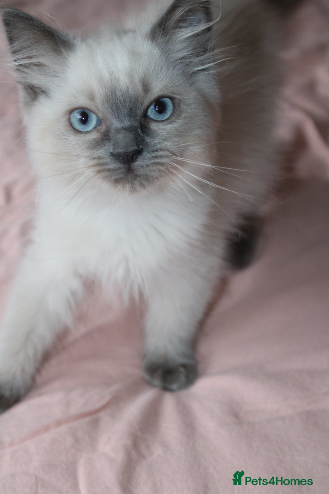 Ragdoll cats for sale: GCCF registered Ragdolls  - Advert 7