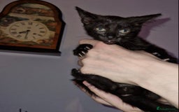 Mixed Breed cats for sale: Half pedigree kittens - Image 2