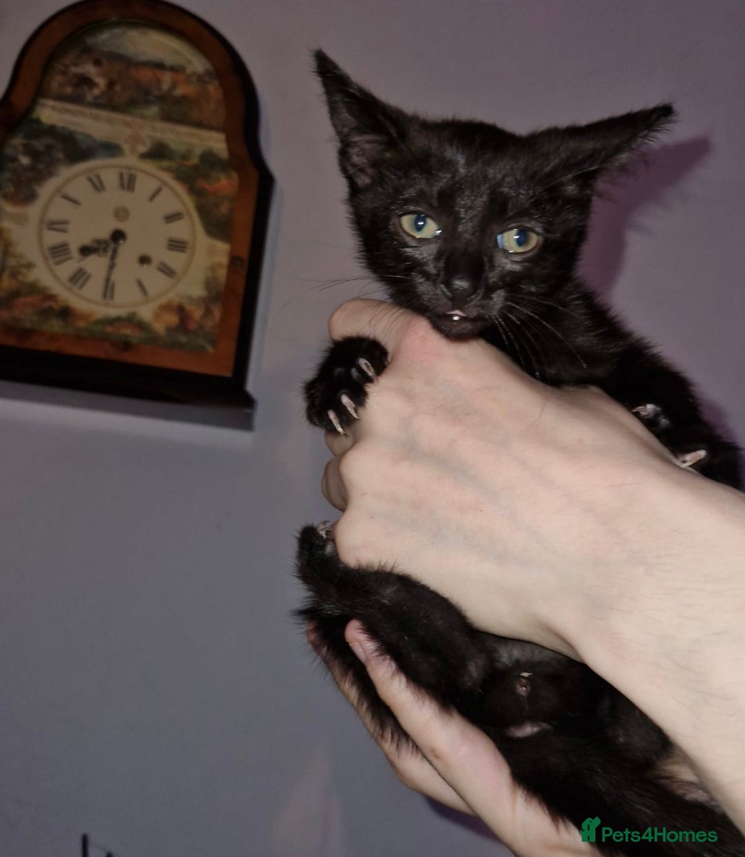 Mixed Breed cats for sale: Half pedigree kittens - Image 2
