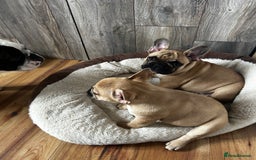 French Bulldog dogs for sale: KC, standard colours French Bulldog puppies🐾 - Image 2