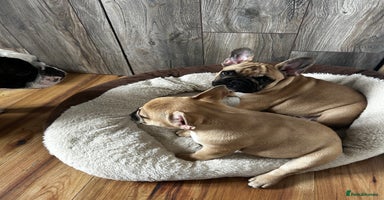 French Bulldog dogs - Advert 1