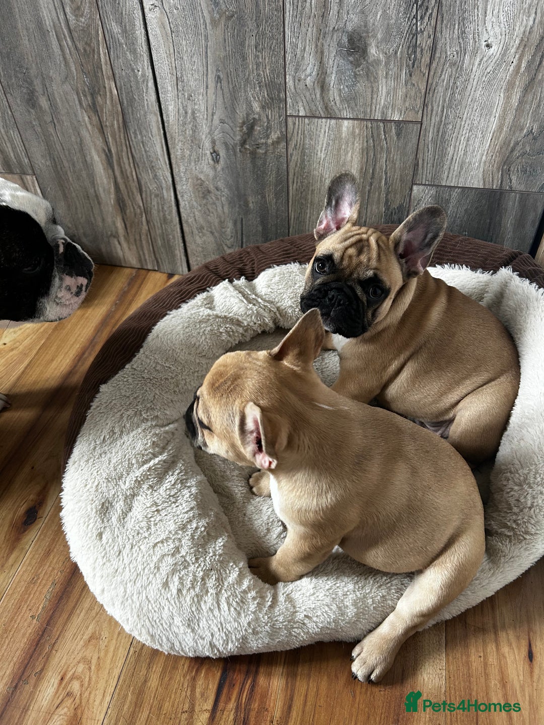 French Bulldog dogs for sale: KC, standard colours French Bulldog puppies🐾 - Image 2