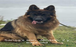 German Shepherd dogs for sale: Long coat German Shepherd puppies  - Image 25