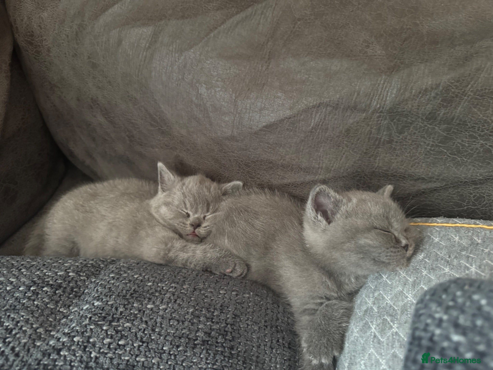 British Shorthair cats British Shorthair kittens Looking for Homes - Advert 11