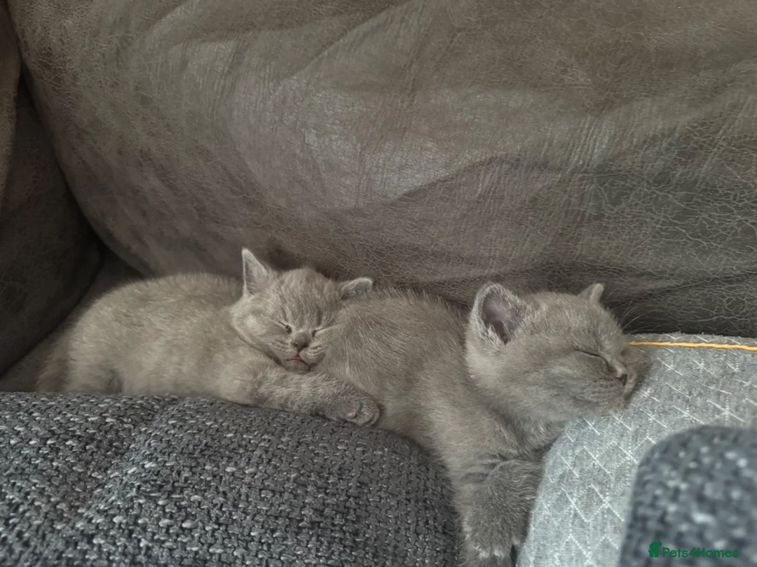 British Shorthair cats for sale: British Shorthair kittens Looking for Homes - Advert 1