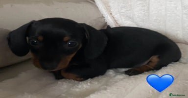 Miniature Dachshund dogs - Advert 4