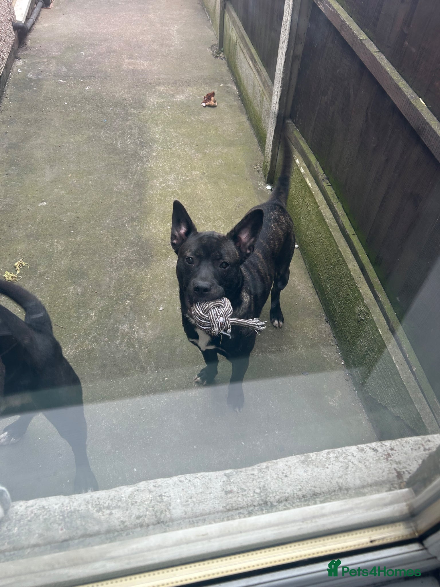 Mixed Breed dogs My lovely boy Riley for rehoming  - Advert 6