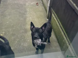 Mixed Breed dogs My lovely boy Riley for rehoming - Advert 6