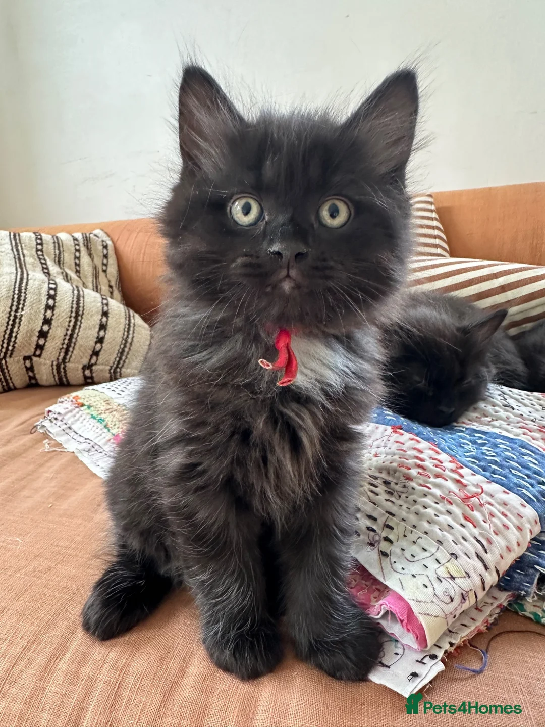 Ragdoll cats for sale: Beautiful Ragdoll Cross Kittens  - Advert 2