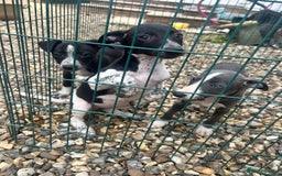 Whippet dogs for sale: 3 quarter whippet quarter collie pups - Image 9