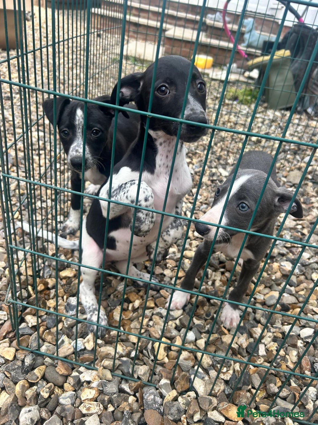 Whippet dogs for sale: 3 quarter whippet quarter collie pups - Image 9