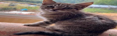 Siberian 3