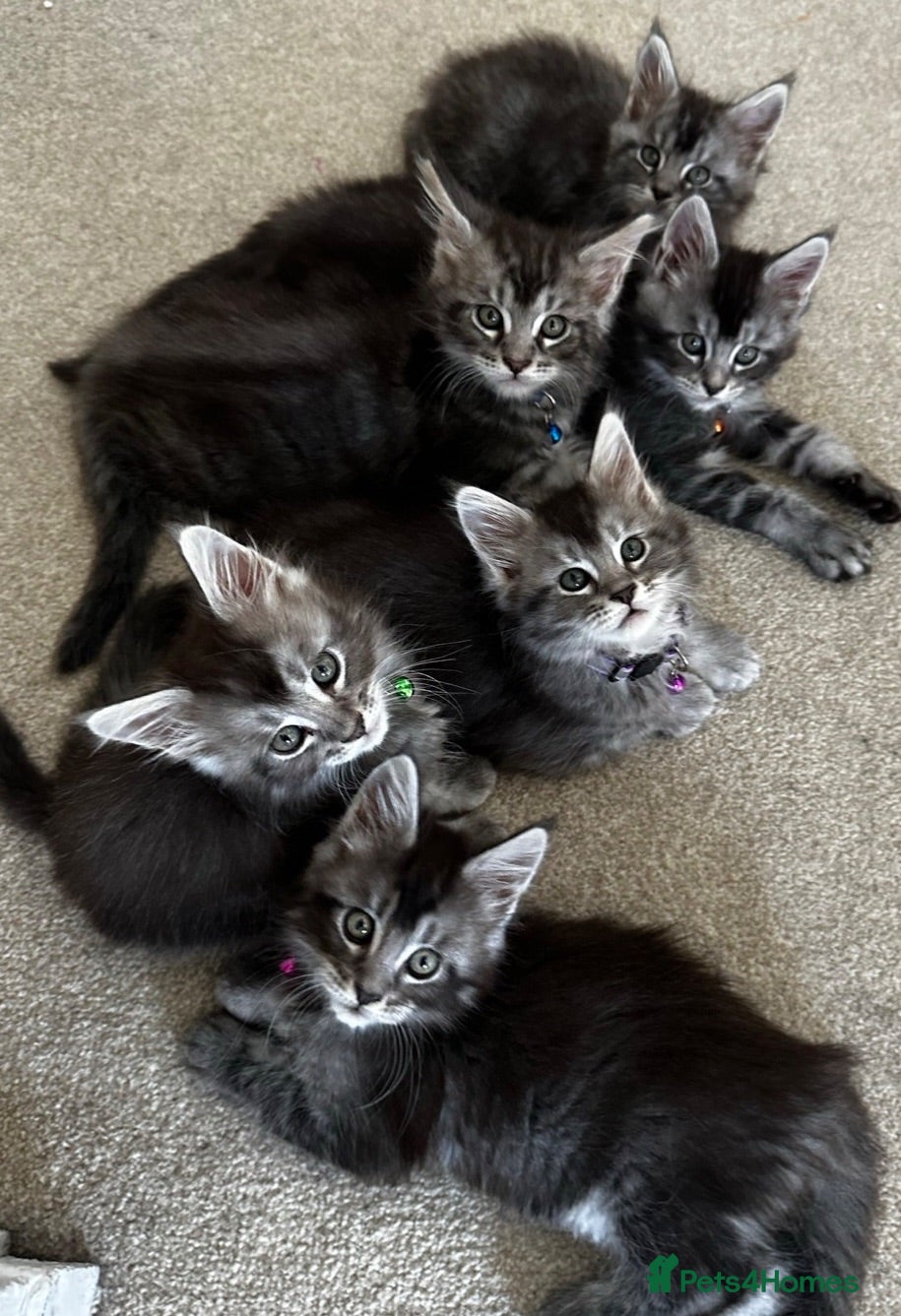 Maine Coon cats Pedagree GCCF Registered Maine Coon Kittens - Advert 1