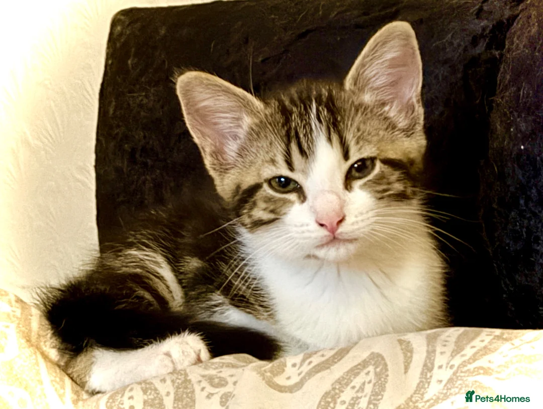 Mixed Breed cats for sale: Tabby white kitten gorgeous face vibrant markings - Advert 2