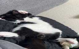 British Shorthair cats for sale: Ozzy  - Image 1