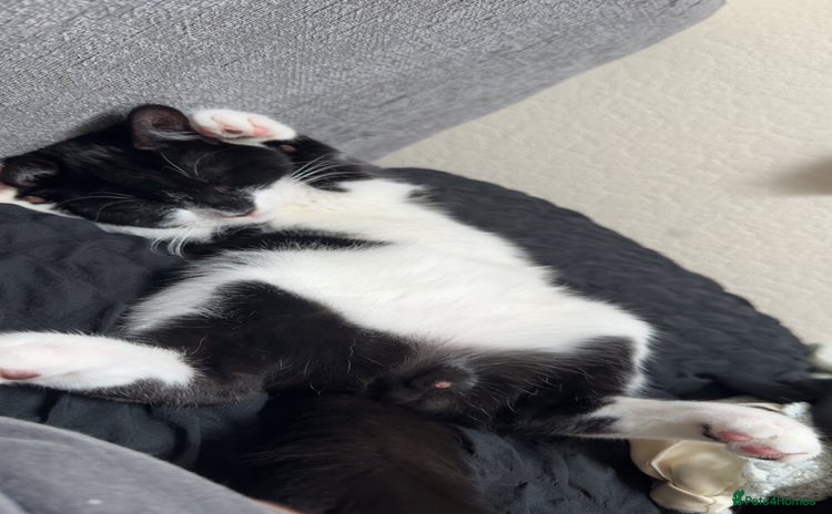 British Shorthair cats - Advert 1