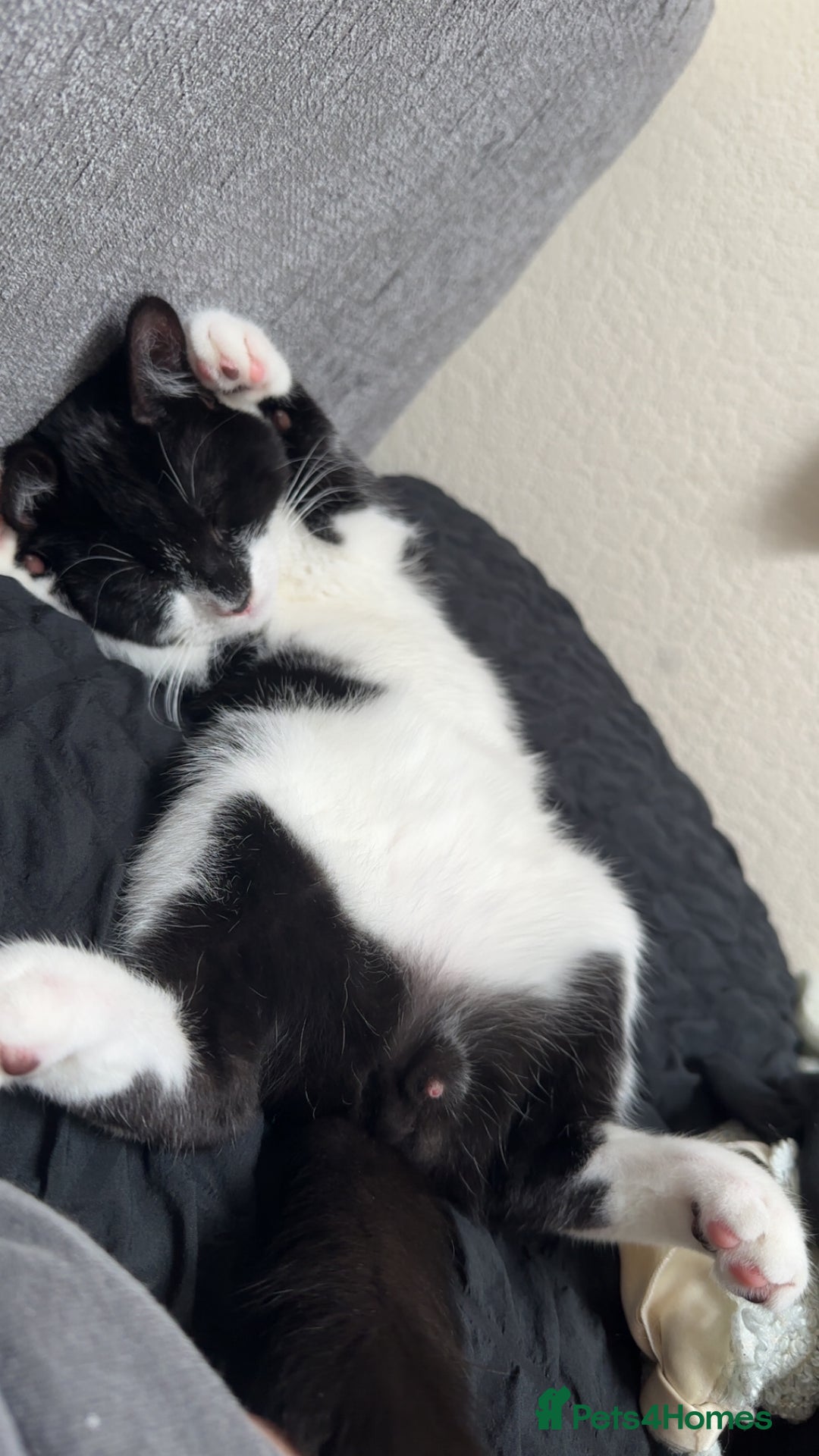 British Shorthair cats for sale: Ozzy  - Image 1