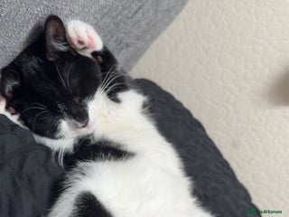 British Shorthair cats for sale - Advert 1