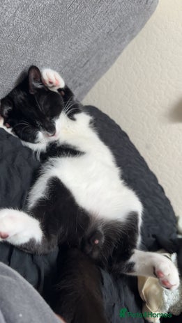 British Shorthair cats - Advert 1