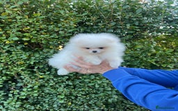 Pomeranian dogs for sale: 🐼Teddy Face🔥Top quality 🏆Very Tiny - Advert 5