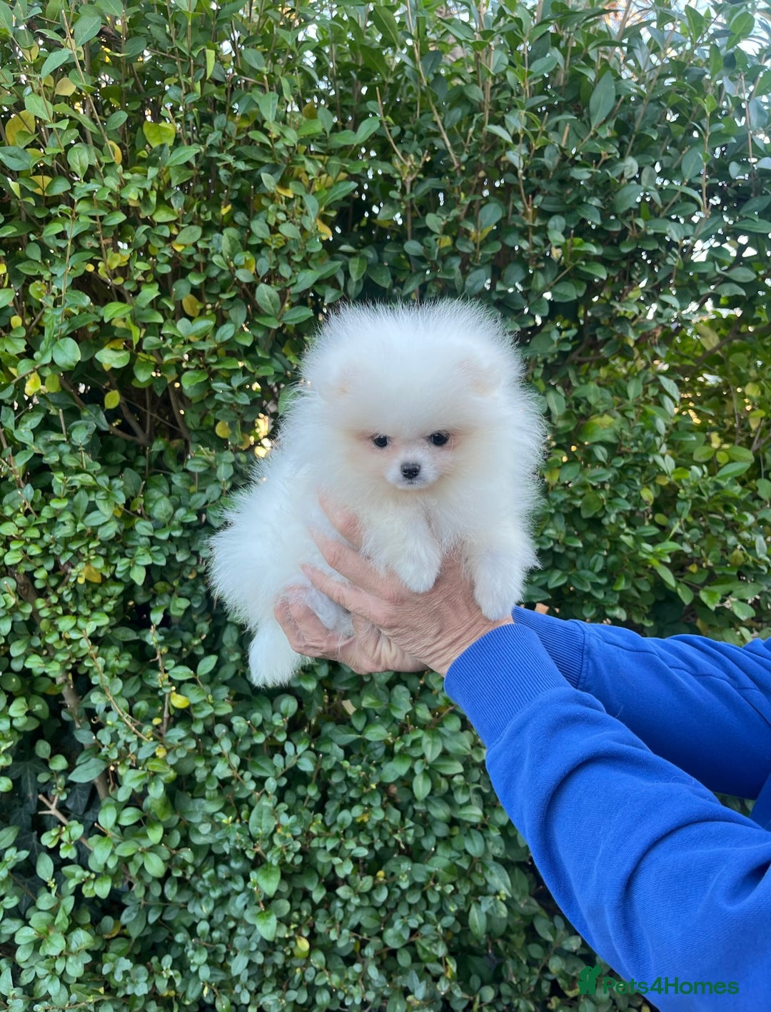 Pomeranian dogs for sale: 🐼Teddy Face🔥Top quality 🏆Very Tiny - Advert 5