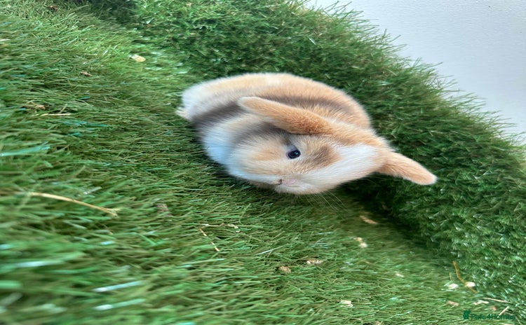 Mini Lop rabbits - Advert 9