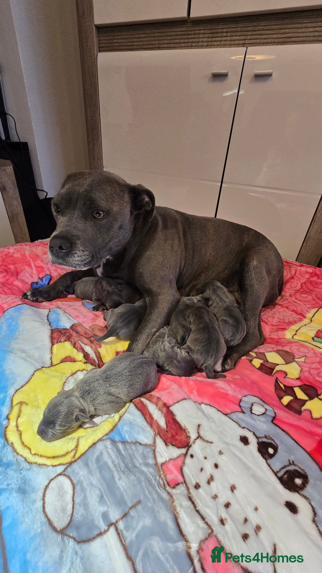 Staffordshire Bull Terrier dogs for sale: Blue staffordshire bull terrier - Advert 2
