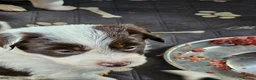 Mixed Breed dogs for sale: Handsome Black/white and brown/white boy puppies - Advert 8