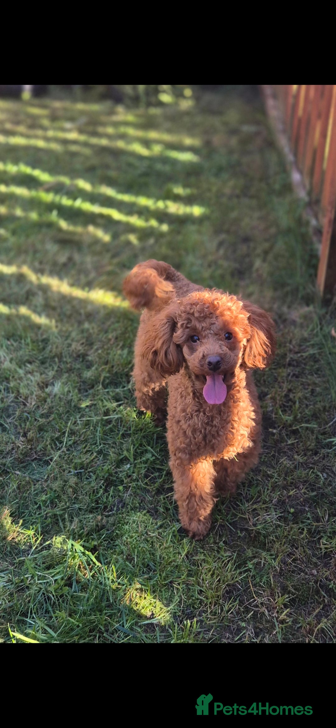 Toy Poodle dogs for stud: Red Toy Poodle Stud - Advert 3