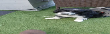 Mixed Breed 1