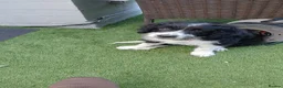 Mixed Breed dogs for sale: 3 Puppies looking for their new forever homes in Bolton - Advert 2