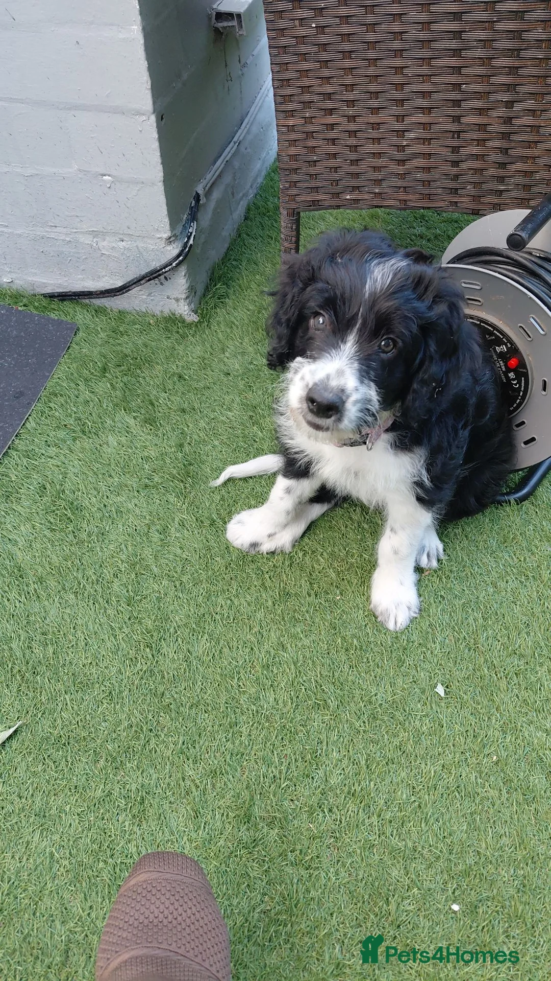 Mixed Breed dogs for sale: 3 Puppies looking for their new forever homes in Bolton - Advert 2