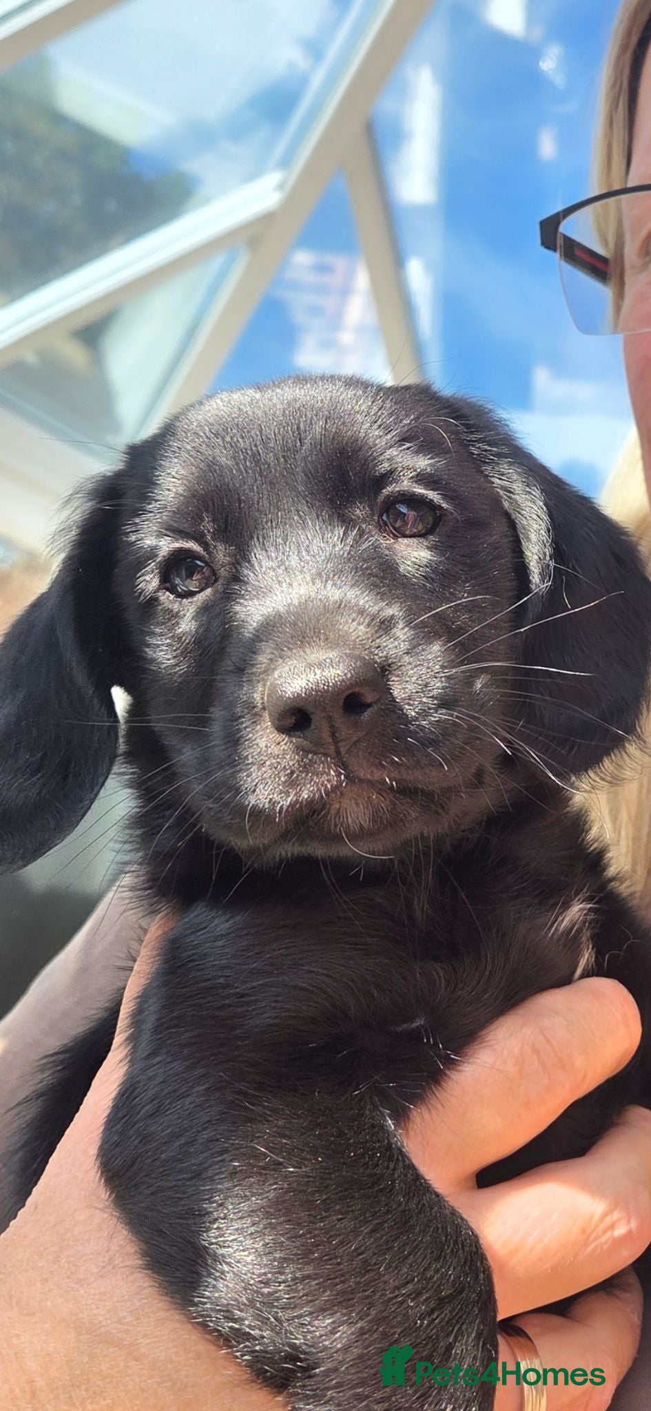 Mixed Breed dogs Cockadors for sale only 2 left - Advert 1