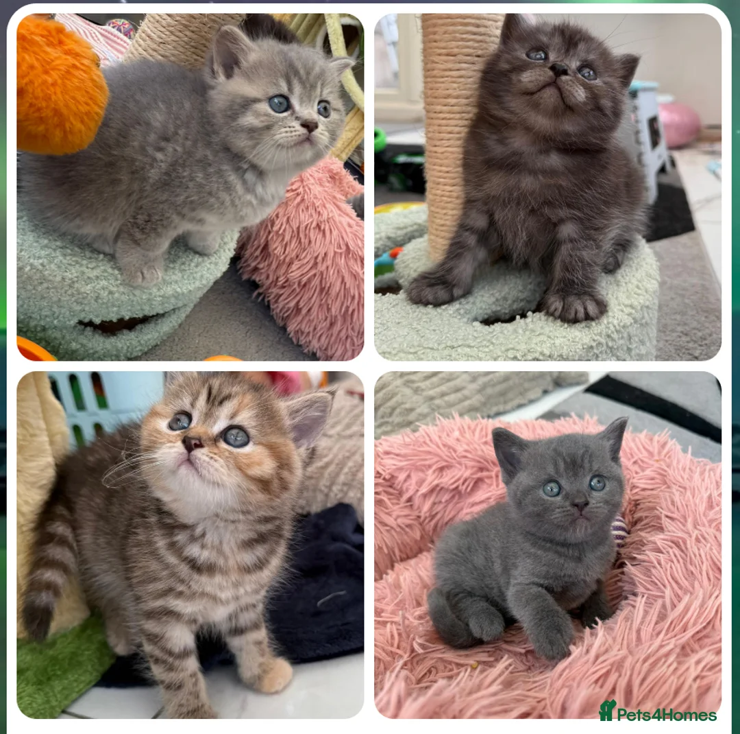 British Shorthair cats for stud: GCCF Active BSH Cream/Ginger ColourPointed  in London - Advert 18