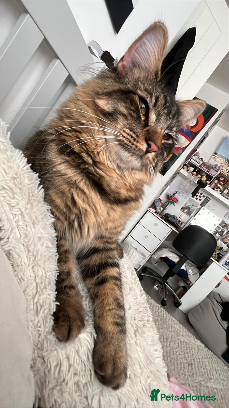 European cats Tabby girl ready to go - Advert 2