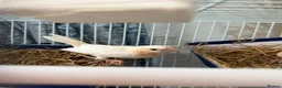 Finches birds for sale: finches - Advert 5