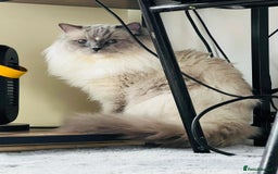 Ragdoll cats for sale: Ragdoll kittens pure breed!!! 😺 - Image 29