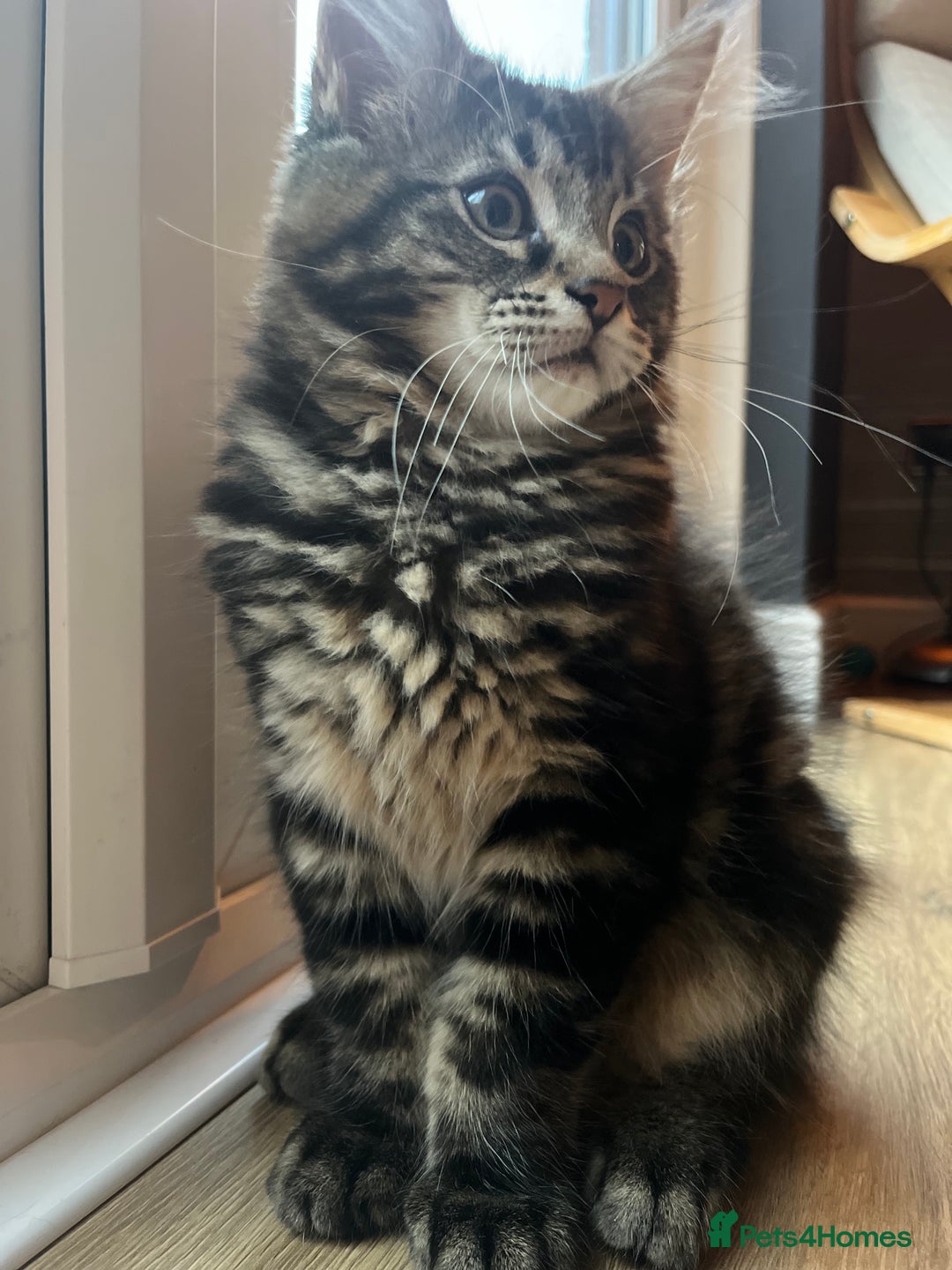 Maine Coon cats for sale: Maine Coon Boys for sale - Image 9